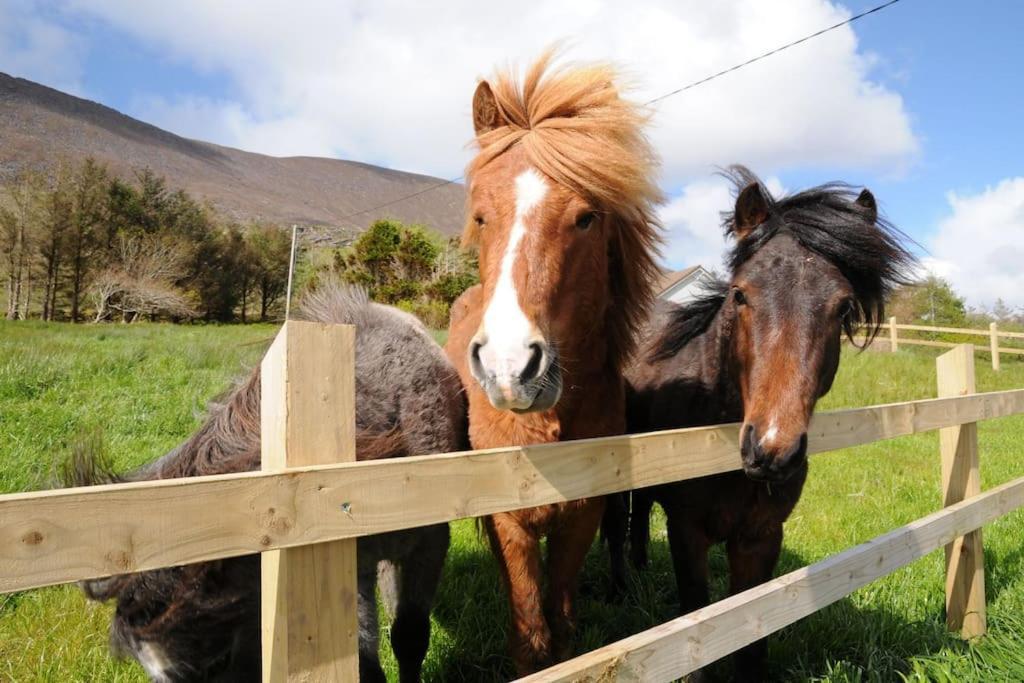Cottage Skelligs Coast, Ring Of Kerry カアーサイビーン エクステリア 写真